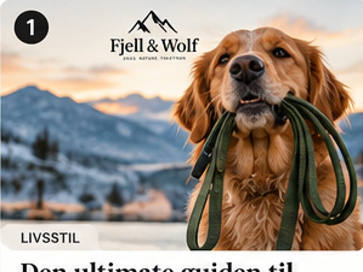 Fjell & Wolf: Slik velger du riktig hundesele til hunden din