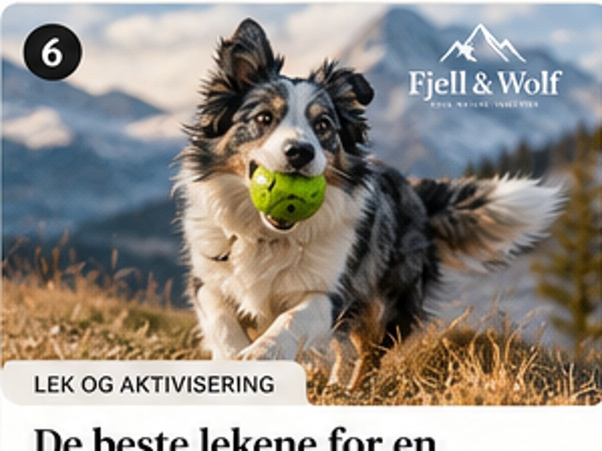 Fjell & Wolf: Halsbånd til hund – slik velger du riktig